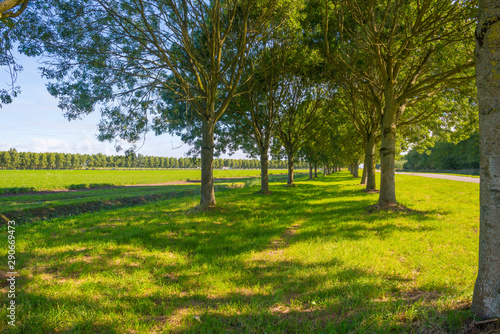 Trees in a grassy green field below a blue sky in sunlight at fall 