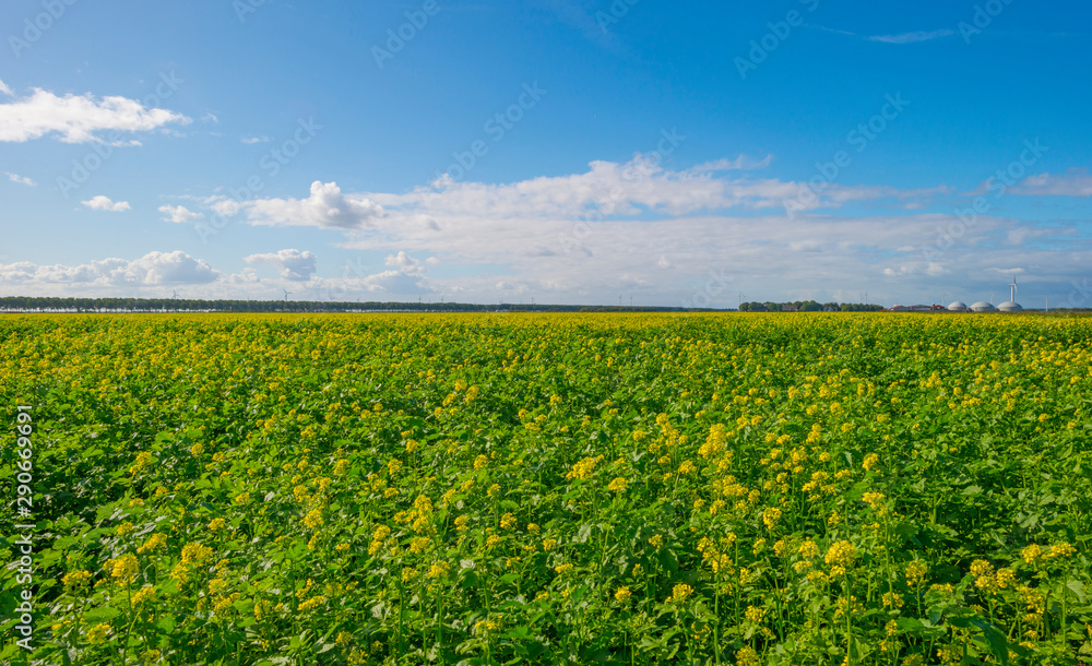Vegetables in a field in sunlight below a blue sky in sunlight at fall Vegetables in a field in sunlight below a blue sky in sunlight at fall