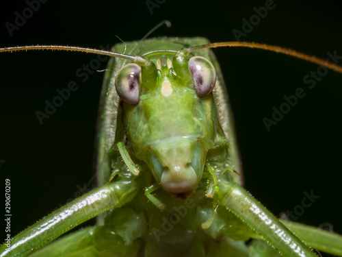 Front of the green grasshopper