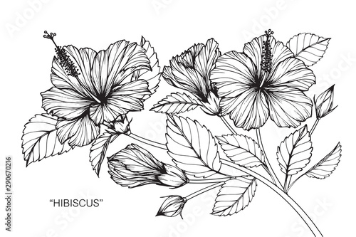Hibiscus flower and leaf drawing illustration with line art on white backgrounds.