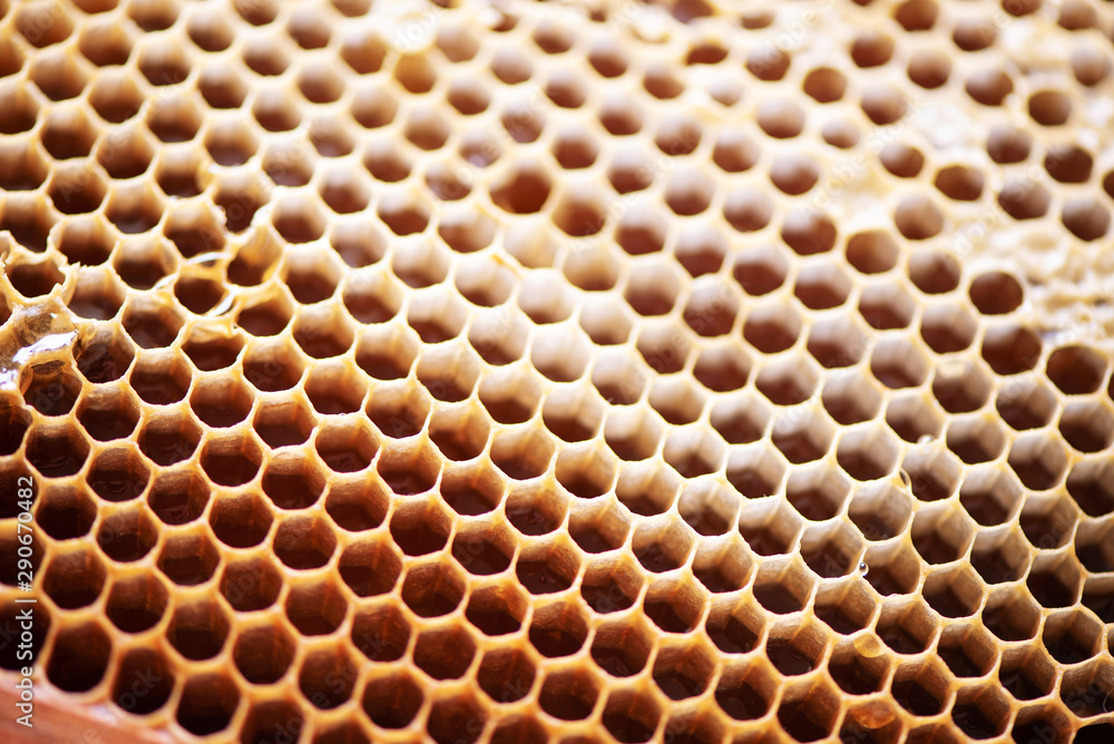 Wooden frame with honeycomb full of honey. Close up background for design. Macro. Honey beehive Wooden frame with honeycomb full of honey. Close up background for design. Macro. Honey beehive