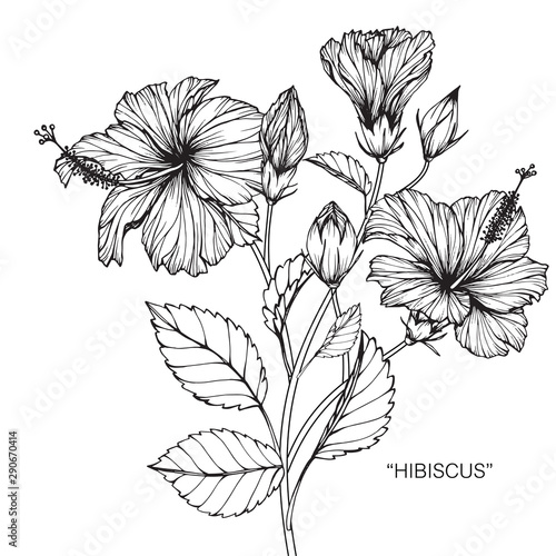 Hibiscus flower and leaf drawing illustration with line art on white backgrounds.