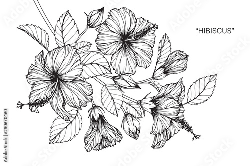 Hibiscus flower and leaf drawing illustration with line art on white backgrounds.