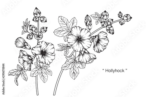 Hollyhock flower and leaf drawing illustration with line art on white backgrounds.