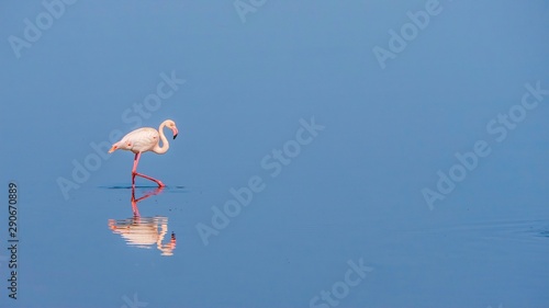 Foto A graceful pink flamingo wades through calm water, with its reflection visible