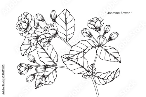Jasmine flower and leaf drawing illustration with line art on white backgrounds.