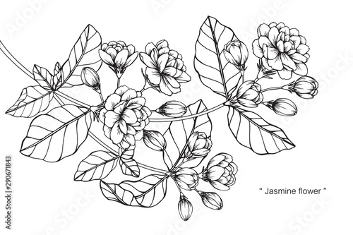 Jasmine flower and leaf drawing illustration with line art on white backgrounds.
