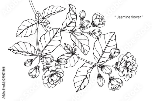 Jasmine flower and leaf drawing illustration with line art on white backgrounds.