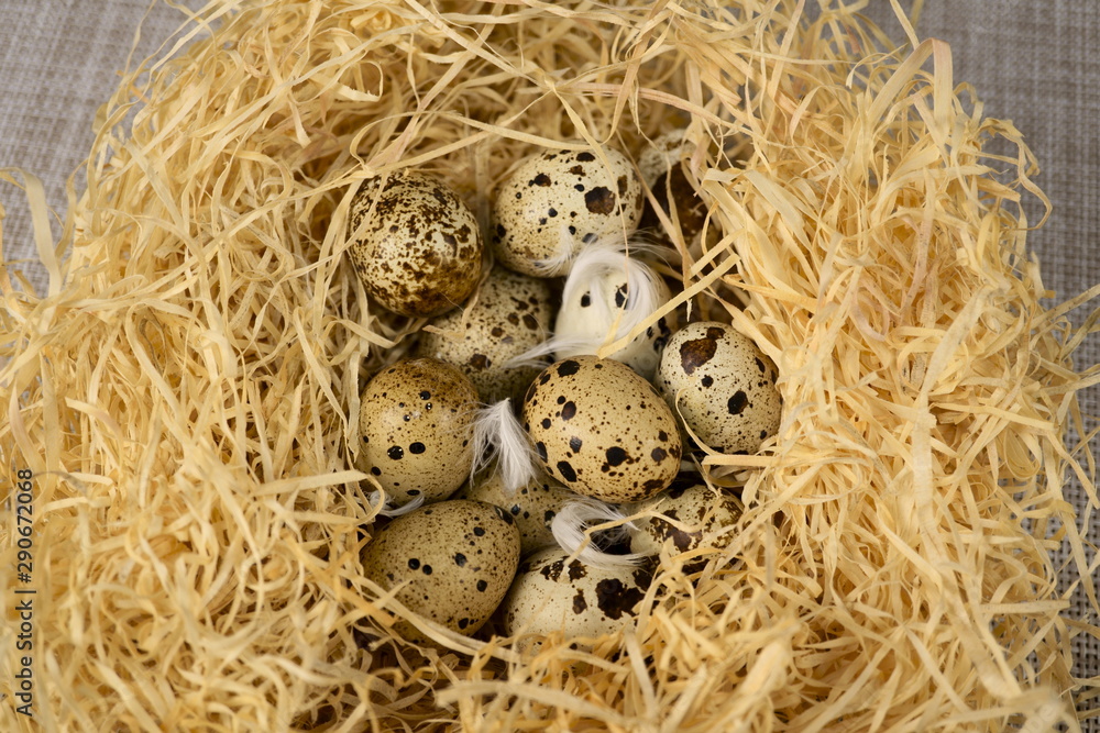 Quail eggs in a straw nest, macro photo. Quail eggs in a straw nest, macro photo.