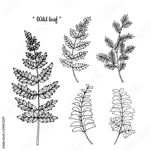 Collection set of leaf drawing illustration with line art on white backgrounds.
