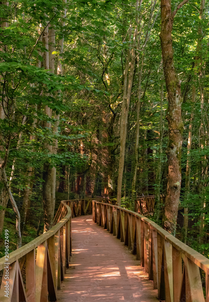 Obraz premium Bosque De Secuoyas