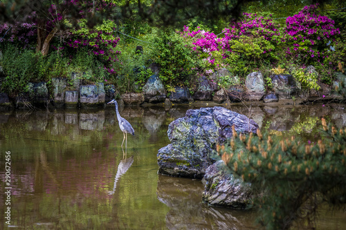 pond in Kyoto