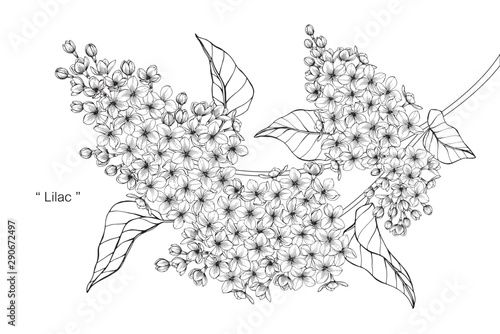 lilac flower and leaf drawing illustration with line art on white backgrounds.