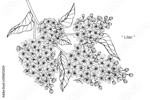 lilac flower and leaf drawing illustration with line art on white backgrounds.