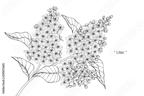 lilac flower and leaf drawing illustration with line art on white backgrounds.