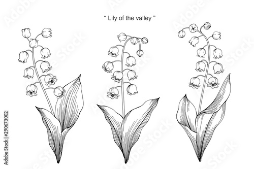 lily of the valley flower and leaf drawing illustration with line art on white backgrounds.