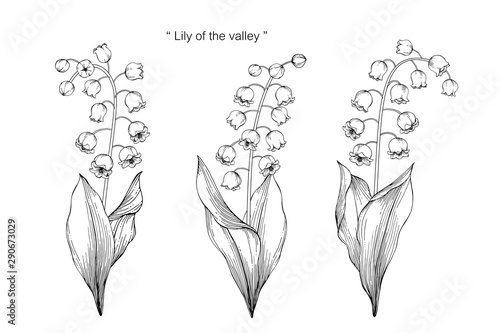 lily of the valley flower and leaf drawing illustration with line art on white backgrounds.