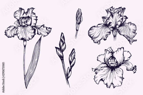 Set of violet iris botanical flowers in vector. Line-art style. 