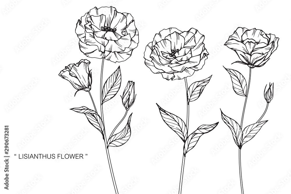 lisianthus flower and leaf drawing illustration with line art on white ...