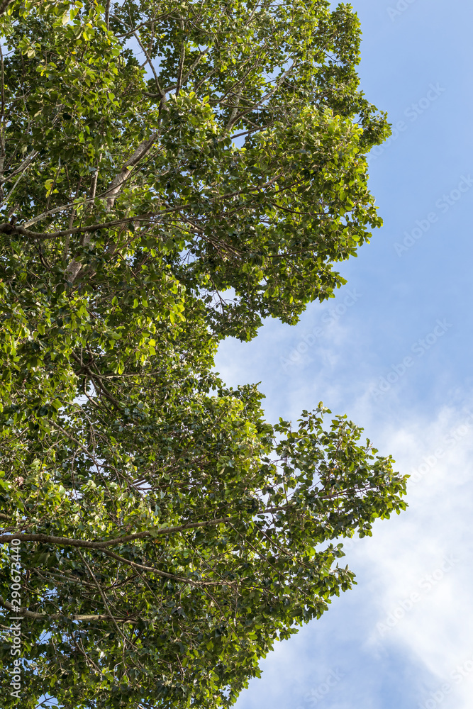 Fototapeta premium Low view, high rubber tree leaves.