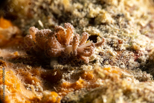 Jakobsen's Phyllodesmium, Phyllodesmium jakobsenae is a species of sea slug, an aolid nudibranch, a marine gastropod mollusk in the family Facelinidae photo