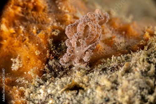 Jakobsen's Phyllodesmium, Phyllodesmium jakobsenae is a species of sea slug, an aolid nudibranch, a marine gastropod mollusk in the family Facelinidae photo