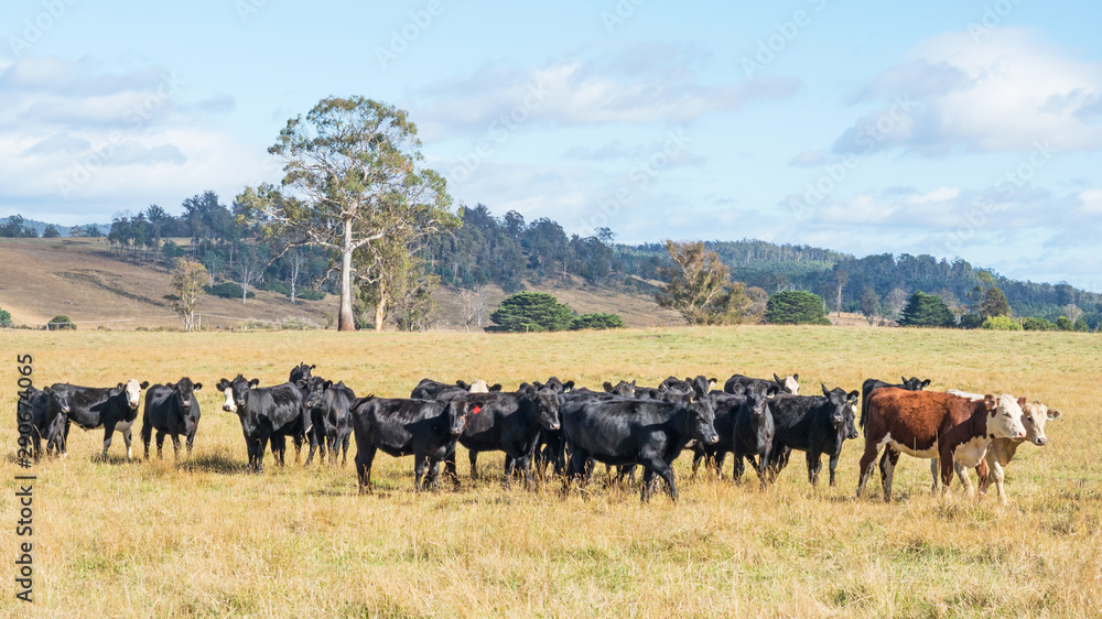 Cattle in Tasmania Cattle in Tasmania