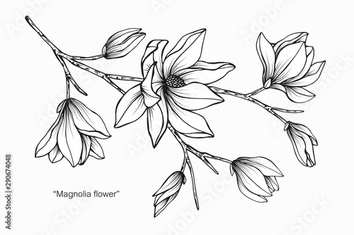 Magnolia flower and leaf drawing illustration with line art on white backgrounds.