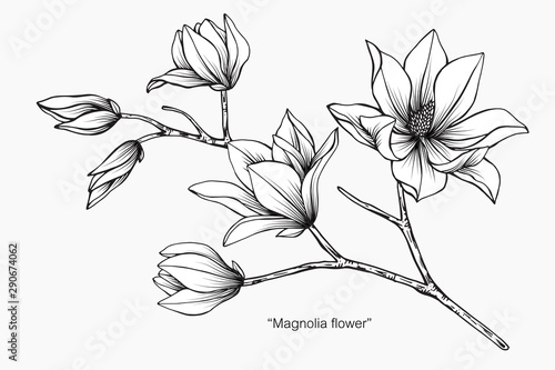 Magnolia flower and leaf drawing illustration with line art on white backgrounds.