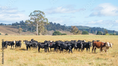 Cattle in Tasmania