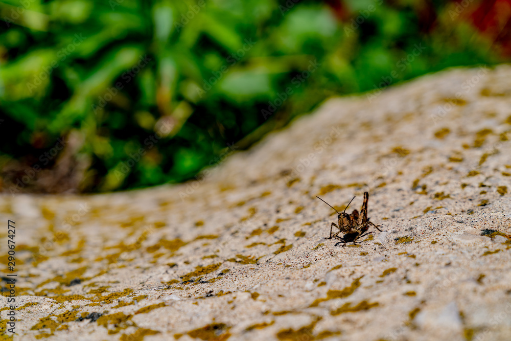 Fototapeta premium Concrete surface with spots of green moss. Grasshopper on the surface looking to the camera. Different lines, roughness. White, gray and green colors. Green grass background