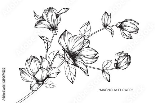 Magnolia flower and leaf drawing illustration with line art on white backgrounds.