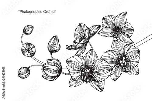 Orchid flower and leaf drawing illustration with line art on white backgrounds.