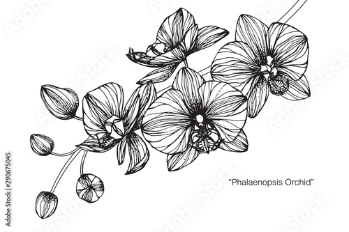 Orchid flower and leaf drawing illustration with line art on white backgrounds.