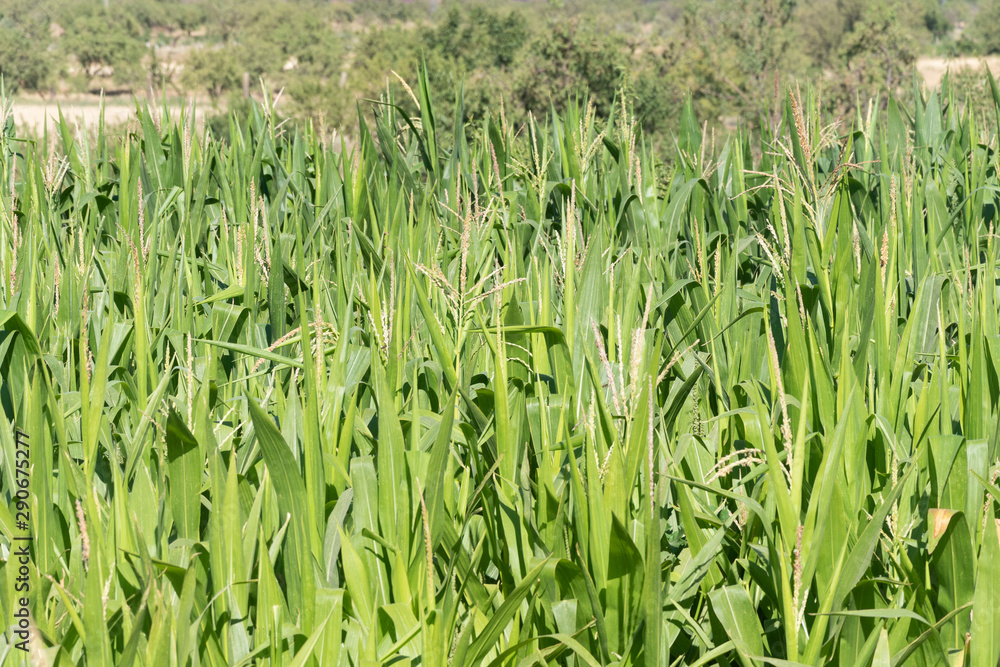 Obraz premium Maiz creciendo en el campo