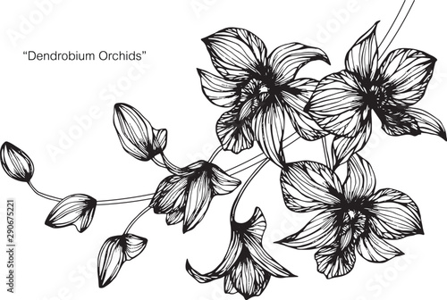 Orchid flower and leaf drawing illustration with line art on white backgrounds.