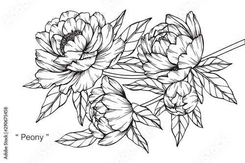 Peony flower and leaf drawing illustration with line art on white backgrounds.