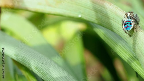 Coastal peacock spider on green plants jumps across frame. Close up copyspace photo