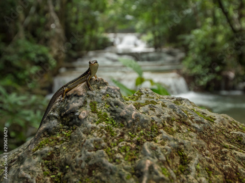 Lizard in Huay Mae Khamin waterfall, Srisawat Kanchanaburi Thailand