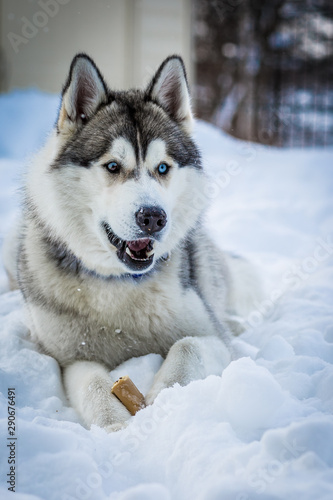 Siberian Husky