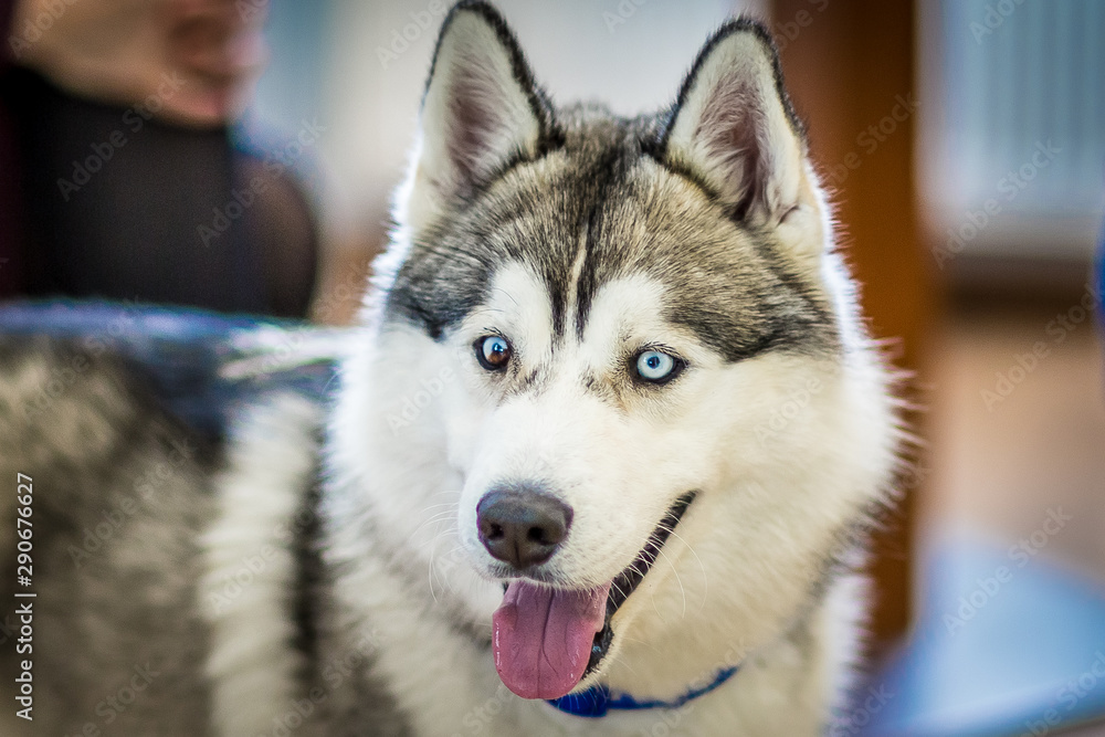 Obraz premium Siberian Husky