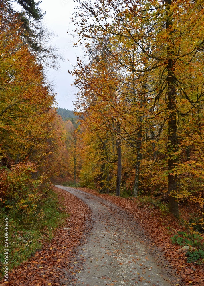 road in autumn forest road in autumn forest