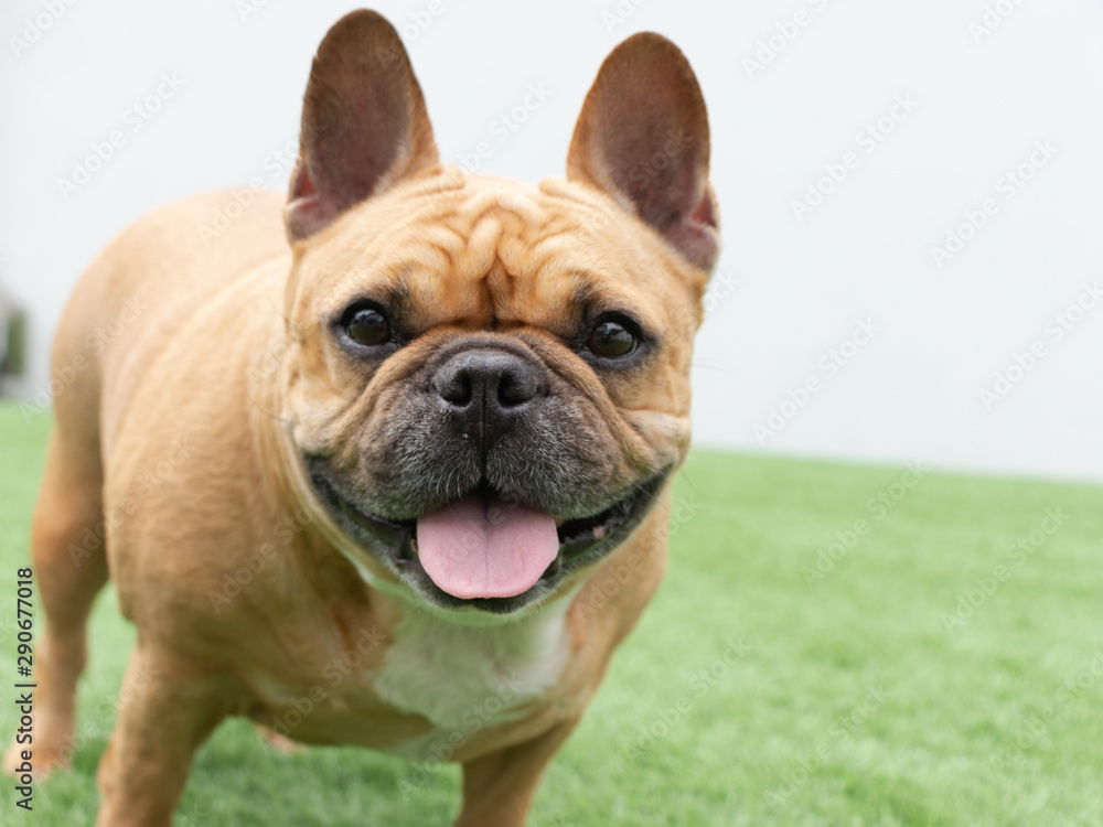 Fototapeta premium Set of young puppy french bulldog playing and activity around the house both indoor and outdoor