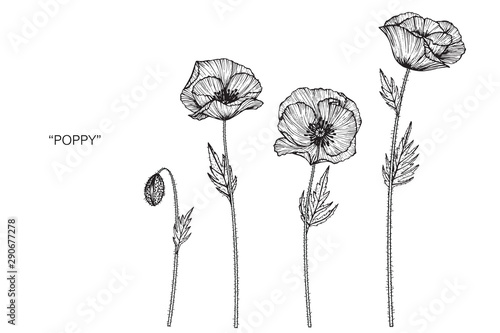 Poppy flower and leaf drawing illustration with line art on white backgrounds.