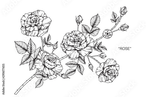 Rose flower and leaf drawing illustration with line art on white backgrounds.