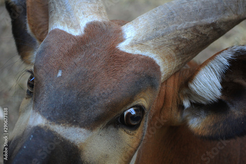 Bongo Close up