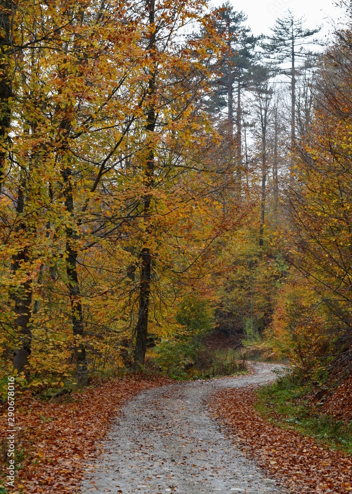 Obraz premium road in autumn forest
