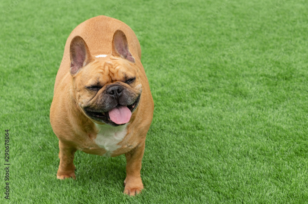 Fototapeta premium Set of young puppy french bulldog playing and activity around the house both indoor and outdoor
