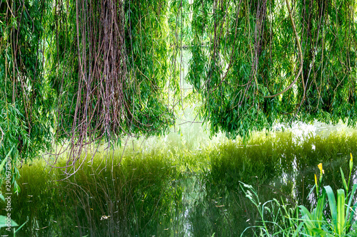 Weeping willow on a pond in santeny, france photo