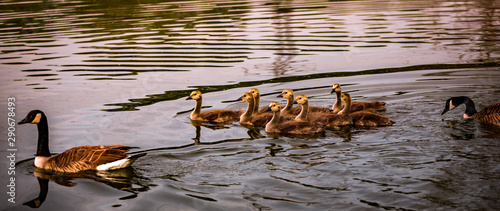 ducks and ducklings on a pond in santeny, france photo